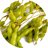 Sophora japonská